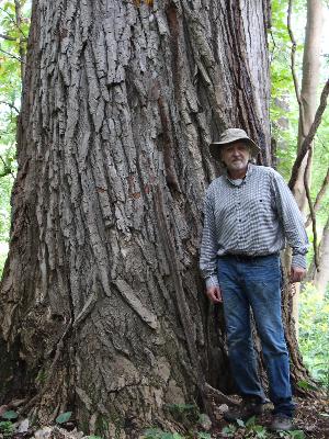 Yes, that's me beside a really big Cottonwood tree on Gurty's Island in the Maumee River in Henry County, Ohio, near Napoleon.